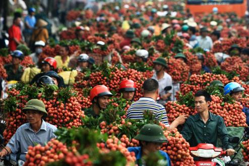 越南荔枝出口中国遇阻 官方号召全民吃荔枝 越南荔枝出口中国遇阻 官方号召全民吃荔枝